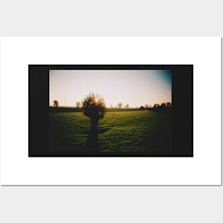 Film photo of a lone tree standing in a green field of grass; the sun has begun to set Posters and Art